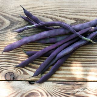 Brechbohne 'Purple Teepee' - Samen 