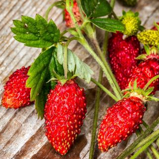 دانه های توت فرنگی وحشی - Fragaria virginiana Mill - 640 دانه - Fragaria vesca