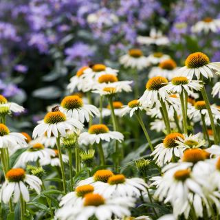 Echinacea - White Swan - Ehinacea purpurea - Elegant White Blooms for Late Summer - Fresh Seeds