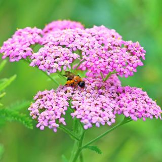 Řebříček obecný - směs - Achillea millefolium - Krásná rostlina pro louky plné květů - Čerstvá semena
