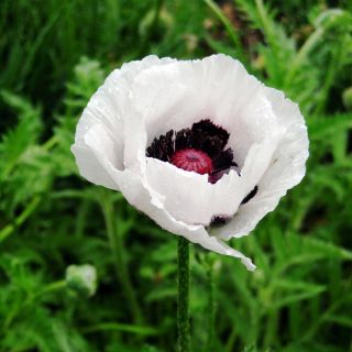 Amapola Oriental - variada - Papaver orientale - Colores llamativos que atraen polinizadores - Semillas frescas