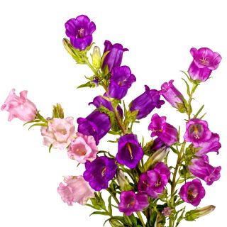 Harangvirág - színes virágkeverék - Campanula medium - Bájoló harang alakú virágok - Friss vetőmagok