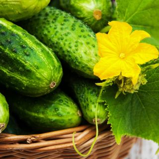 Timun "Aladyn F1" - bidang, pelbagai penjerukan - 110 biji - Cucumis sativus - benih