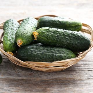 Timun "Aladyn F1" - bidang, pelbagai penjerukan - 110 biji - Cucumis sativus - benih
