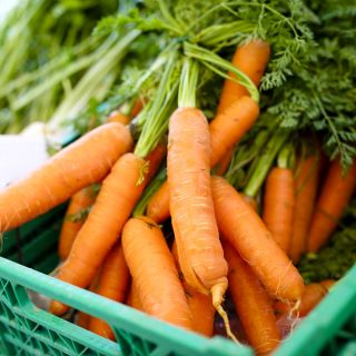 Морков "Нант 3" - средно-ранен сорт - 4250 семена - Daucus carota ssp. sativus 