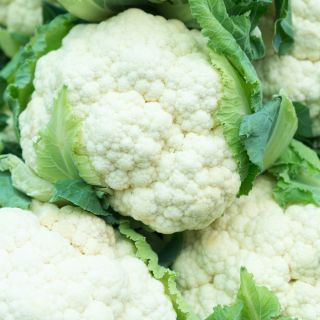 Cavolfiore - Early Snowball X - 270 semi - Brassica oleracea L. var.botrytis L.