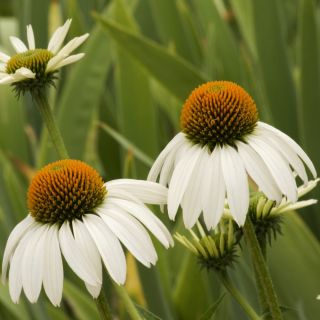 Echinacea - White Swan - Ehinacea purpurea - Elegant White Blooms for Late Summer - Fresh Seeds
