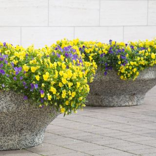 Trailing Viola seeds - Viola x williamsii - 270 seeds