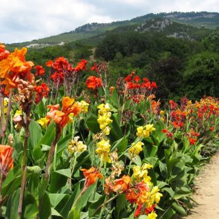 Indijska sjemenka šare - Canna indica - 5 sjemenki - sjemenke