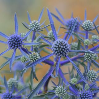 Erinago blu, agrifoglio marino piatto - 165 semi - Eryngium planum