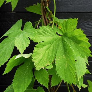 Semințe japoneze de hamei - Humulus japonicus - 20 semințe