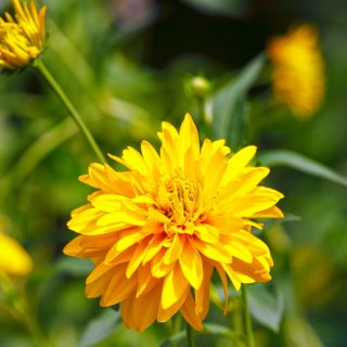Girasol falso, semillas de sol de verano - Heliopsis scabra - 100 semillas