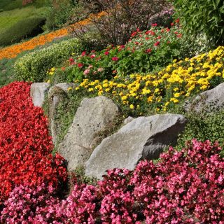 Jährliche Steingarten Mix Samen - 25 Samen - 