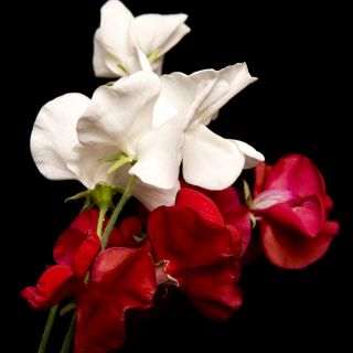 Luktärt - Night & Day - 24 frön - Lathyrus odoratus