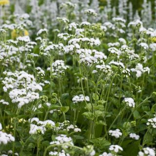 זרעי אגרטום לבנים - Ageratum houstonianum - 2700 זרעים - Ageratum mexicana