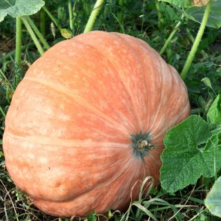 Jättikurpitsa - Atlantic Giant - 12 siemenet - Cucurbita maxima