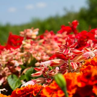 Feuersalbei White RED Bicolour Samen - Salvia splendens - 56 Samen