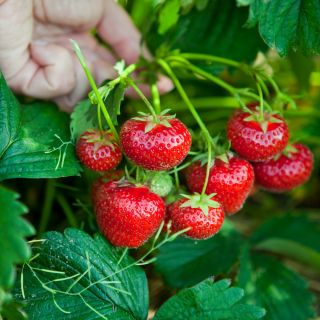 Strawberry semințe Tresca - Fragaria ananassa - 20 de semințe - Fragaria ×ananassa