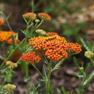 Řebříček obecný - směs - Achillea millefolium - Krásná rostlina pro louky plné květů - Čerstvá semena
