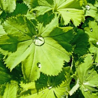 Sementes de Manto de Senhora - Alchemilla mollis - 500 sementes