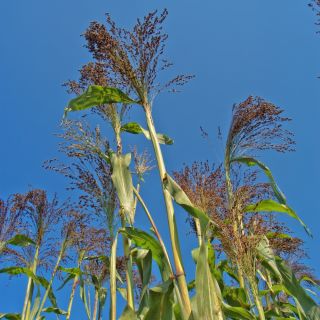 Mei Violet - Panicum violaceum - Iarbă ornamentală înaltă, cu aspect rafinat - Semințe proaspete