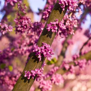 ユダの木の種子 -  Cercis siliquastrum - シーズ