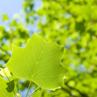 Lale Ağacı tohumları - Liriodendron tulipifera