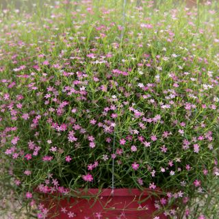 Cikánská bílá semena - Gypsophila muralis - 720 semen