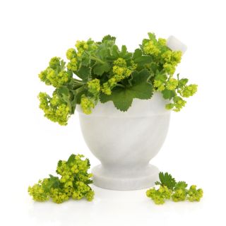 Sementes de Manto de Senhora - Alchemilla mollis - 500 sementes