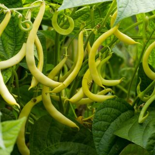 Fréjol - Fructidor - BIO - Phaseolus vulgaris L. - semillas