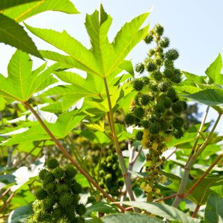 Ricinusolaj növény - Ricinus communis - 6 mag - magok