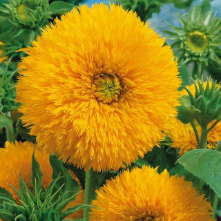 Girasol - Sungold Tall - Helianthus annuus - Altura impresionante, flores amarillas vibrantes - Semillas frescas