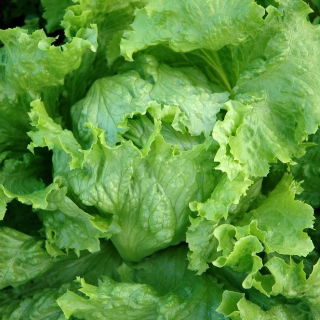Alface Iceberg - Goplana - 450 sementes - Lactuca sativa L.