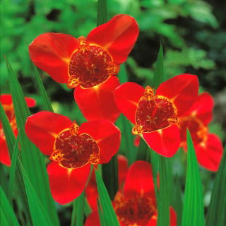 Tigridia, Tiger Flower Red - 10 žarnic