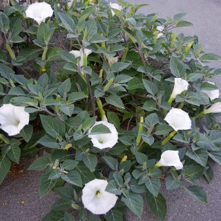 La trompeta del diablo blanco; metel - 28 semillas - Datura fastuosa