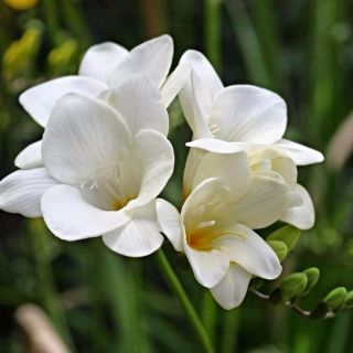 Freesia - Single White - pakket van 10 stuks