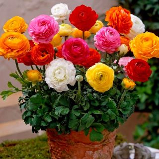 Лютик азиатский - Tomer - пакет из 10 штук - Ranunculus asiaticus