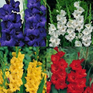Gladioly - 4 farby: modrá, biela, červená, žltá - 4 ks; meč lily - Gladiolus