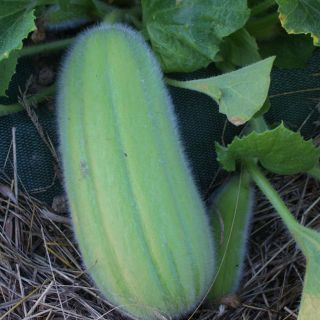 Castravete armeniană "Carosello Barese" - 40 de semințe - Cucumis sativus