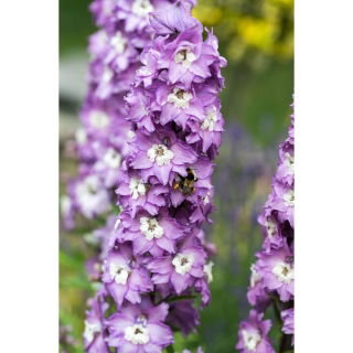 Pied d'alouette Vivace - Mélange - Delphinium x cultorum - Hautes pointes, vivace et vibrante - Graines fraîches
