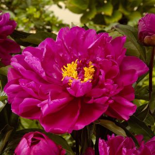 Paeonia - Karl Rosenfield