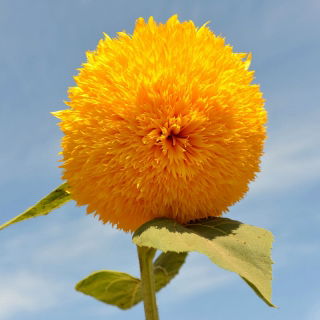 Girasol - Sungold Tall - Helianthus annuus - Altura impresionante, flores amarillas vibrantes - Semillas frescas