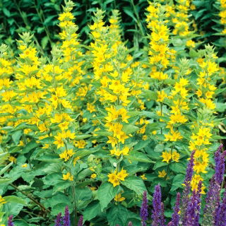 Pettyegetett Lizinka - Lysimachia punctata - Tökéletes nedves talajra, vonzó és kevés gondozást igényel - Friss vetőmagok