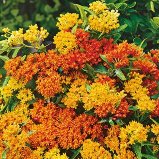 Oranjerode vlindermoes, Asclepias tuberosa - 57 zaden