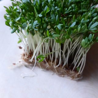 Karse - BIO - 2250 frø - Lepidium sativum
