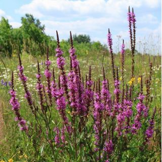 Lilla loosestrife, spiked loosestrife, lilla lythrum - 6900 frø - 