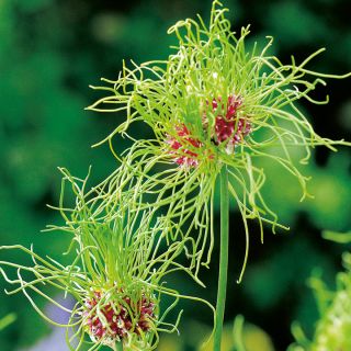 Allium Hair - 5 bulbi