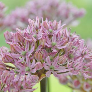 Allium Pink Jewel