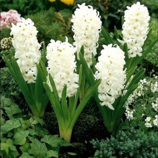 Hyacint - Carnegie - pakket van 3 stuks -  Hyacinthus orientalis