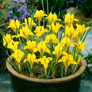 Iris danfordiae, Danford-Schwertlilie, Winter-Iris, Gelbe Zwerg-Iris - 10 Zwiebeln